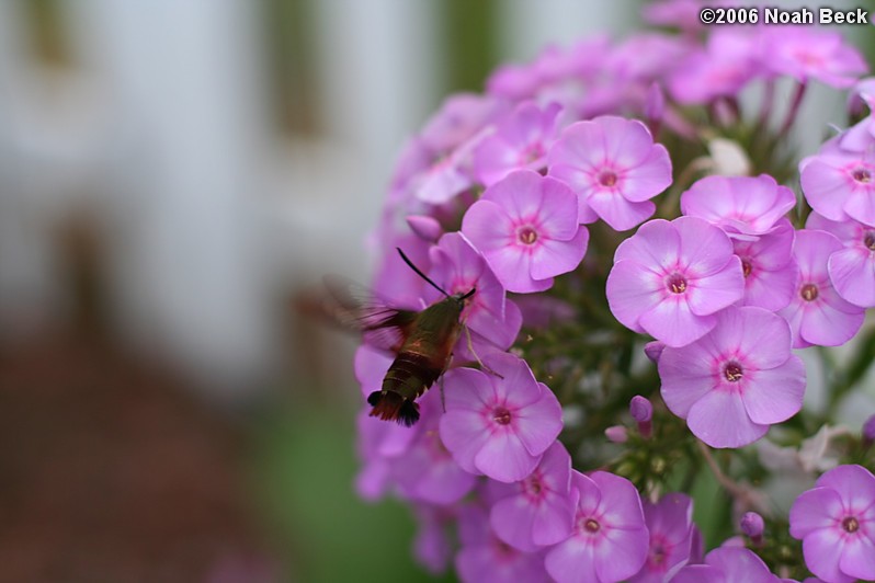 August 3, 2006: Hummingbird clearwing moth getting nectar from phlox in the garden