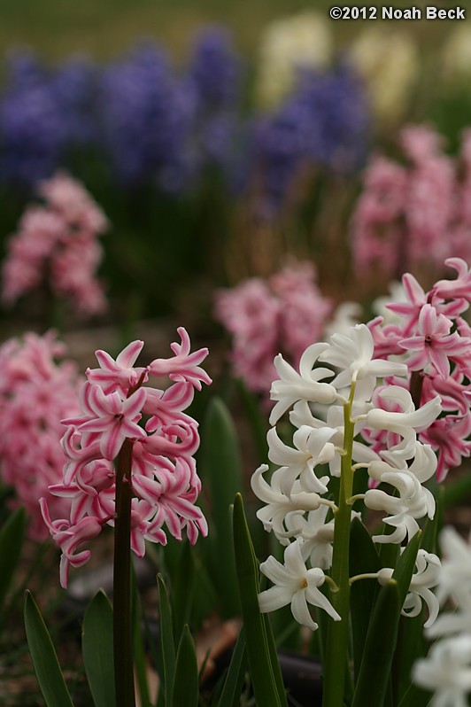 April 14, 2012: Hyacinth in front of the house