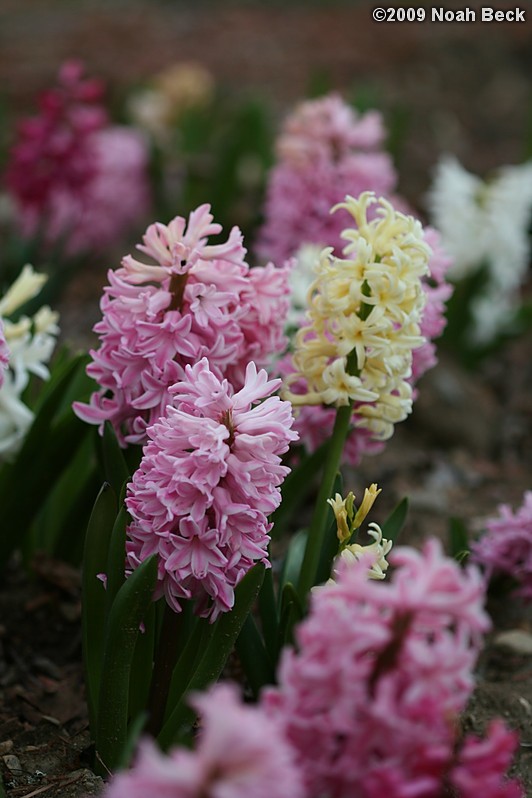 April 24, 2009: many hyacinths growing in the garden