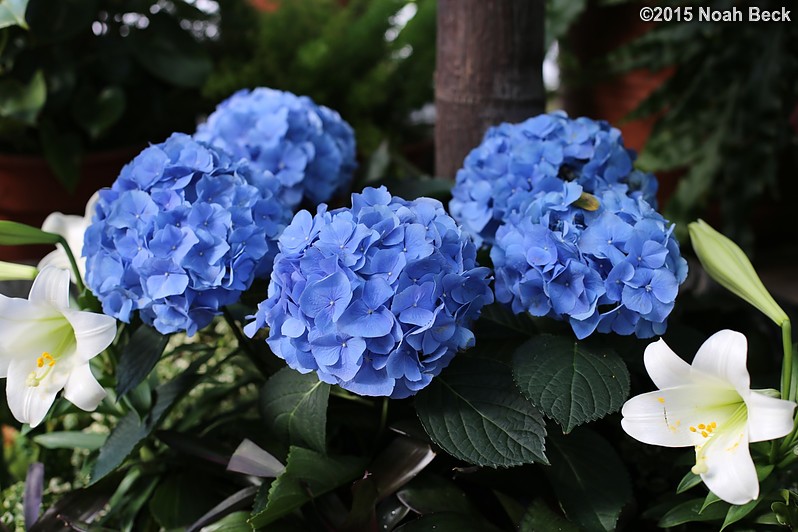 April 12, 2015: Hydrangea in the conservatory