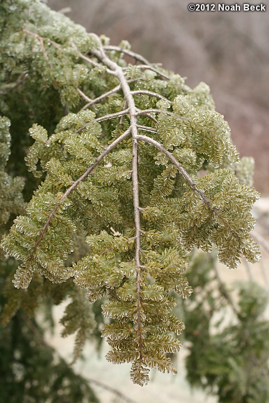 December 17, 2012: Ice on pine