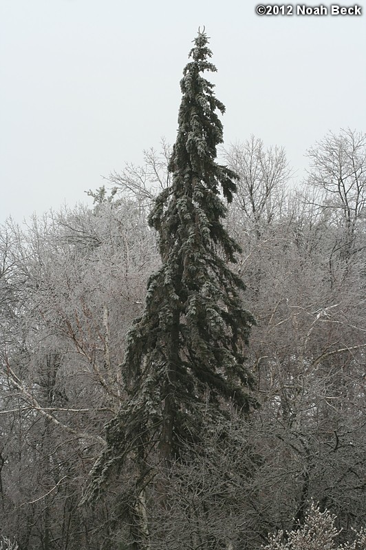 December 17, 2012: Ice on pine