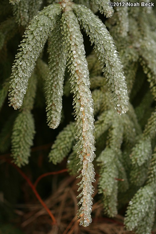 December 17, 2012: Ice on pine