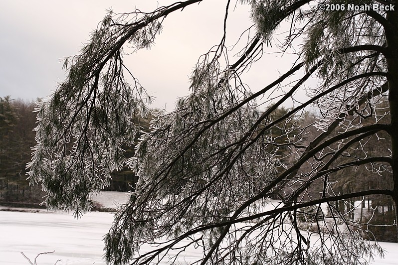 February 1, 2006: Ice on a pine tree by Crow Hill Pond