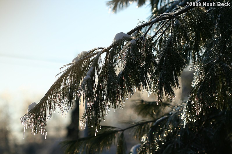 January 9, 2009: Ice on a pine tree in the morning light