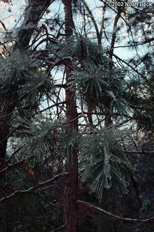 January 27, 2002: Ice storm pictures from a park in Dracut