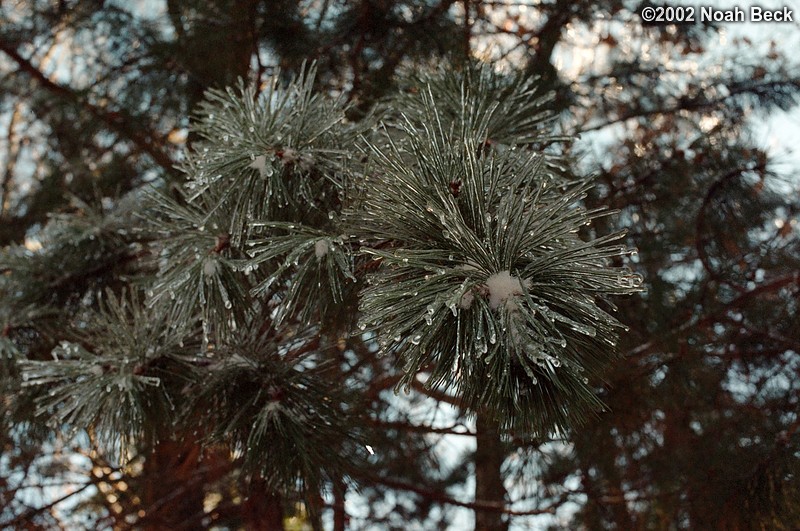 January 27, 2002: Ice storm pictures from a park in Dracut