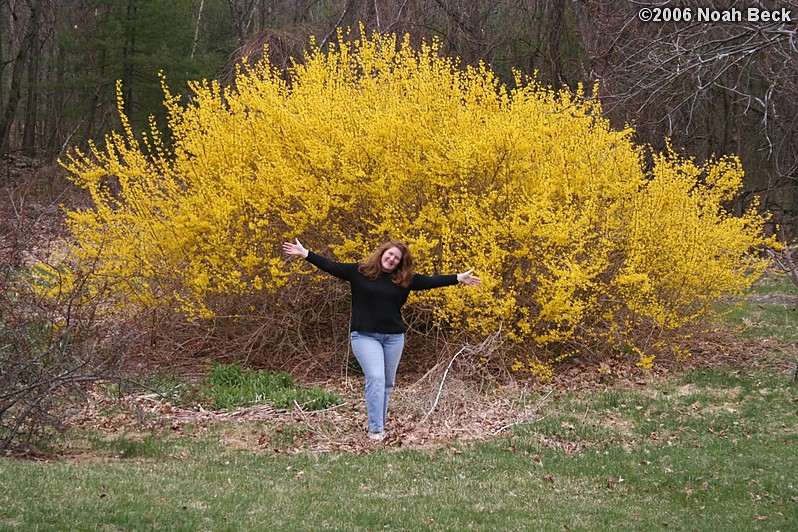 April 17, 2006: The incredbily overgrown forsythia in the back yard.  It was cut down after this blooming.