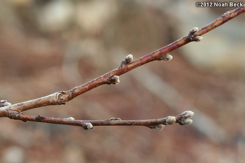 March 18, 2012: Intrepid Peach flower buds