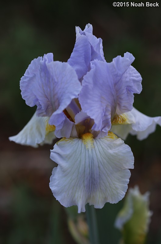 May 30, 2015: An iris blooming