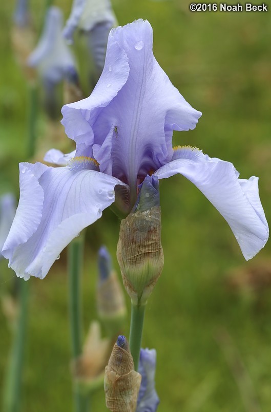 May 30, 2016: Iris in the front garden
