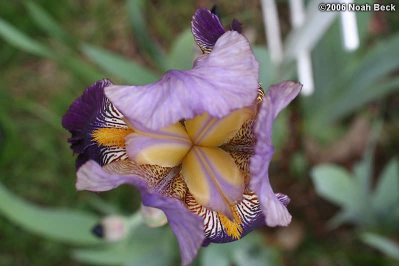 May 27, 2006: Iris in the garden