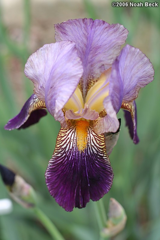May 27, 2006: Iris in the garden