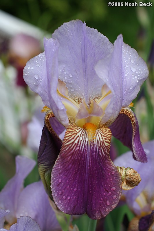 June 1, 2006: Iris in the garden