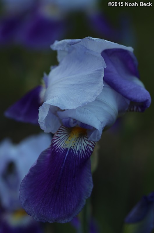 May 30, 2015: An iris in the garden