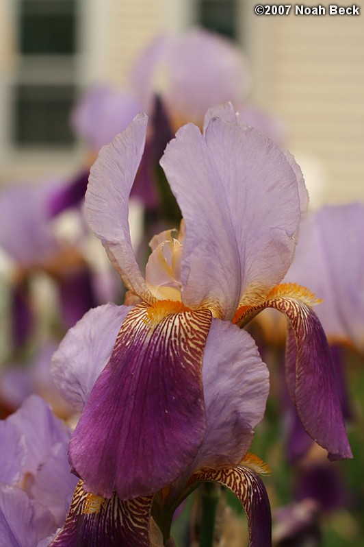 June 2, 2007: an Iris in the garden