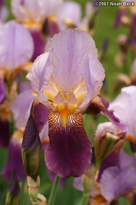 June 2, 2007: an Iris in the garden