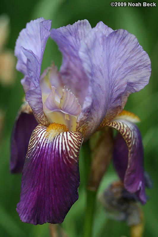 June 2, 2009: an iris in the garden