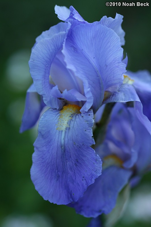 May 28, 2010: iris in the garden