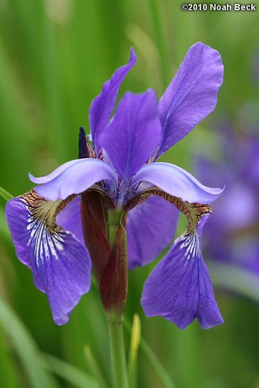 May 30, 2010: iris in the garden