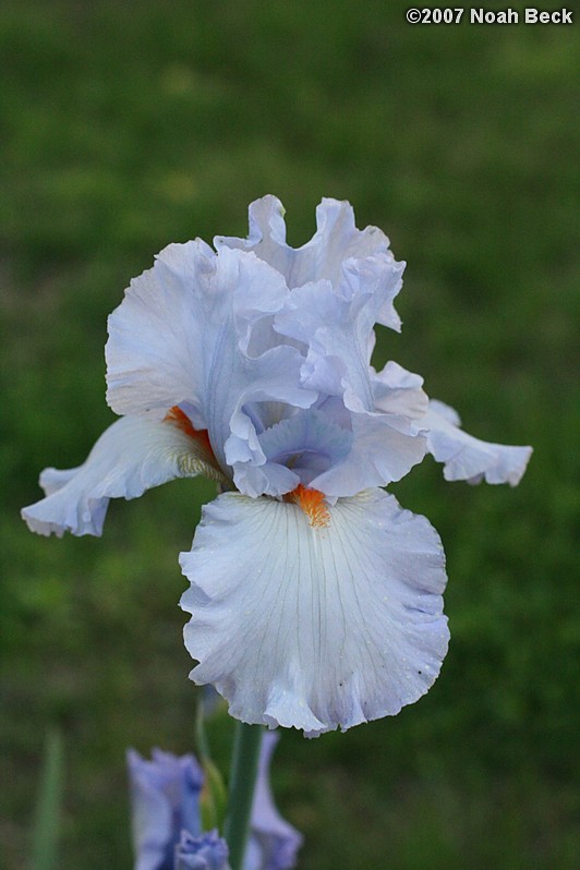 June 6, 2007: an Iris growing in the garden