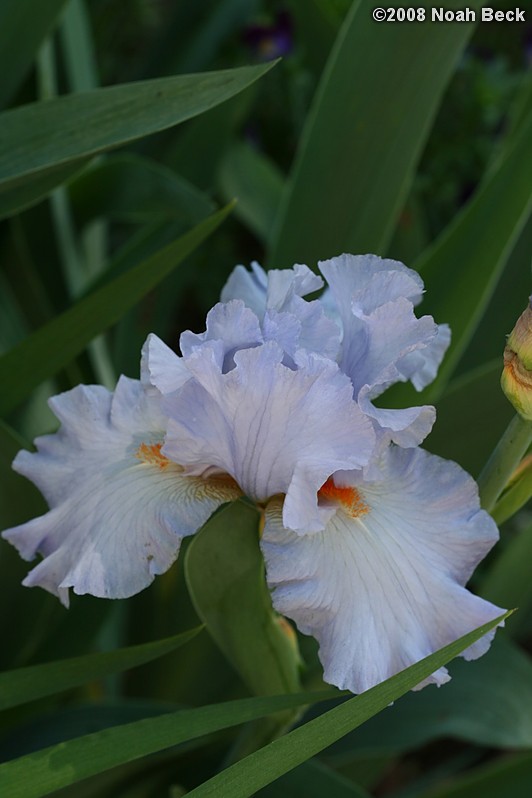 June 8, 2008: Iris growing in the garden