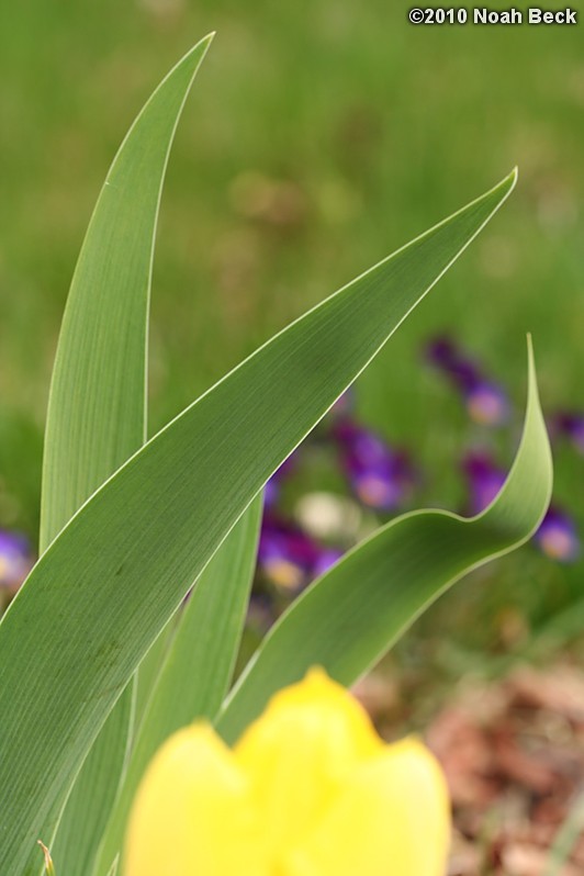 April 25, 2010: iris leaves in the garden