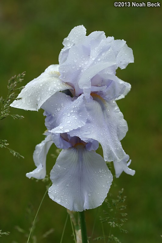 June 7, 2013: Iris after the rain