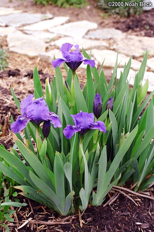 April 22, 2000: Irises