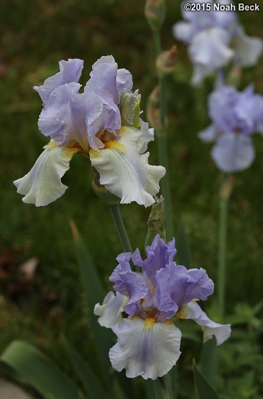 May 31, 2015: Irises blooming