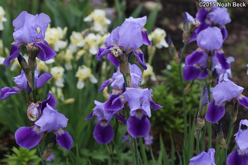 May 31, 2015: Irises blooming