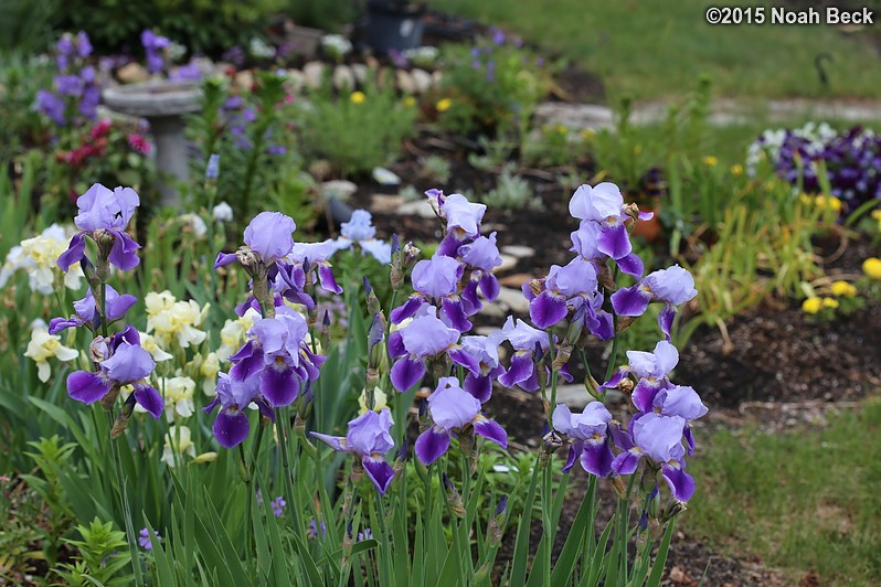 May 31, 2015: Irises blooming