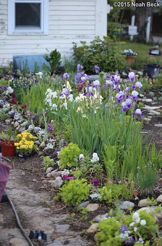 May 30, 2015: Irises blooming in the garden