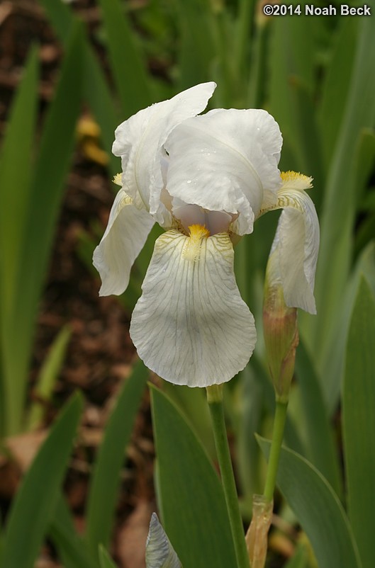 May 24, 2014: Irises in the flower garden