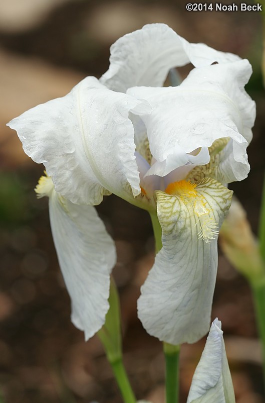 May 24, 2014: Irises in the flower garden