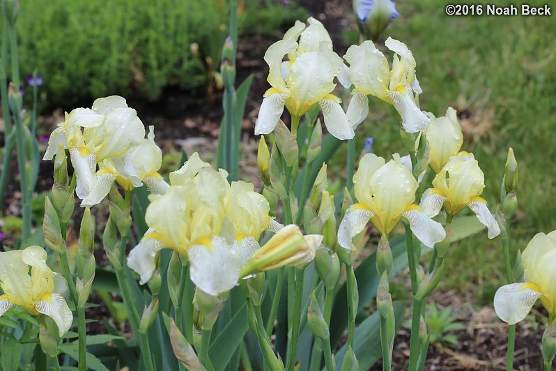 May 30, 2016: Irises in the front garden