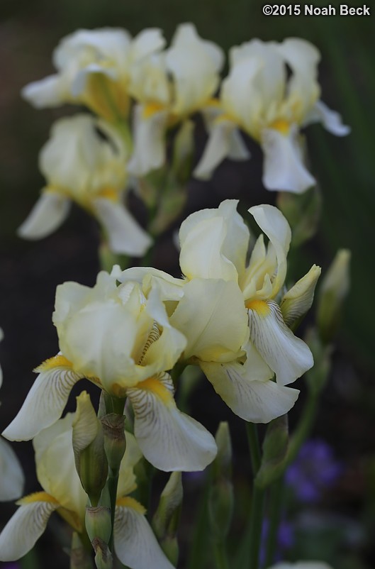 May 30, 2015: Irises in the garden