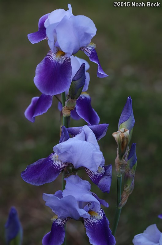 May 30, 2015: Irises in the garden