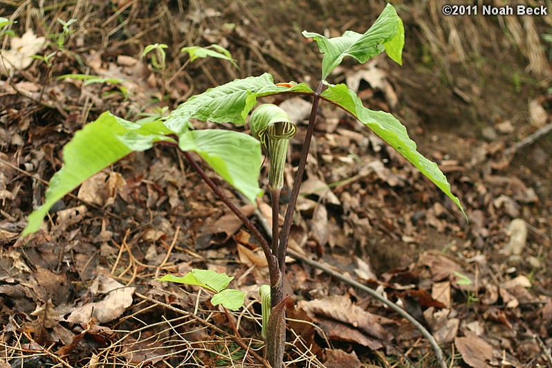 May 24, 2011: jack in the pulpit