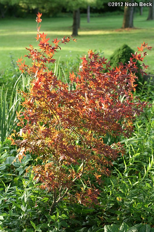 May 30, 2012: Japanese Maple in an evening sunbeam