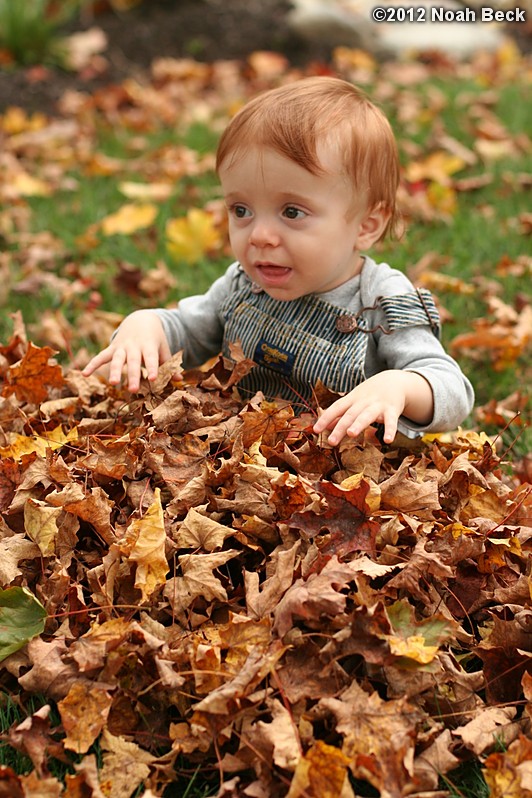 October 6, 2012: Jax in some autumn leaves