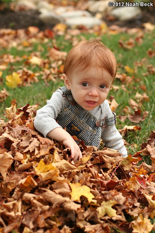 October 6, 2012: Jax in some autumn leaves