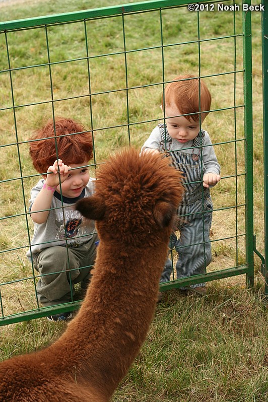 October 6, 2012: JP and Jax checking out alpacas
