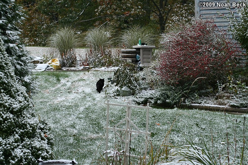 October 16, 2009: Jeeves heading to his favorite spot on the far side of the barn, with a light snow on the ground