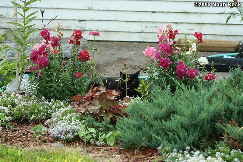 July 18, 2008: Jeeves hiding in the flower garden