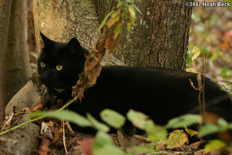 October 6, 2007: Jeeves resting at the base of a tree in the yard