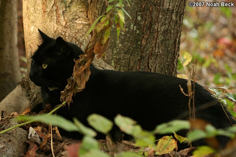 October 6, 2007: Jeeves resting at the base of a tree in the yard