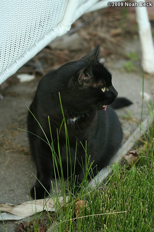 June 2, 2009: Jeeves with his tongue hanging out