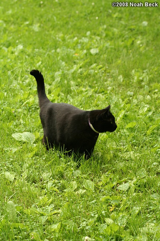 June 29, 2008: Jeeves walking through the yard