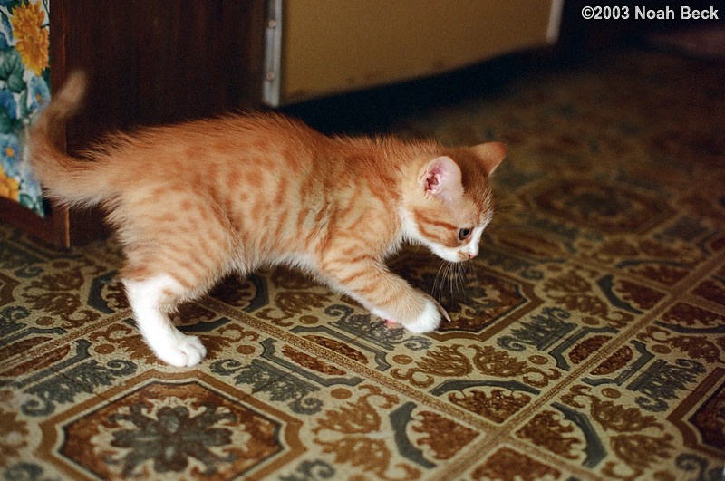 June 15, 2003: June&#39;s new kitten Butterscotch